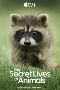 The Secret Lives of Animals torrent